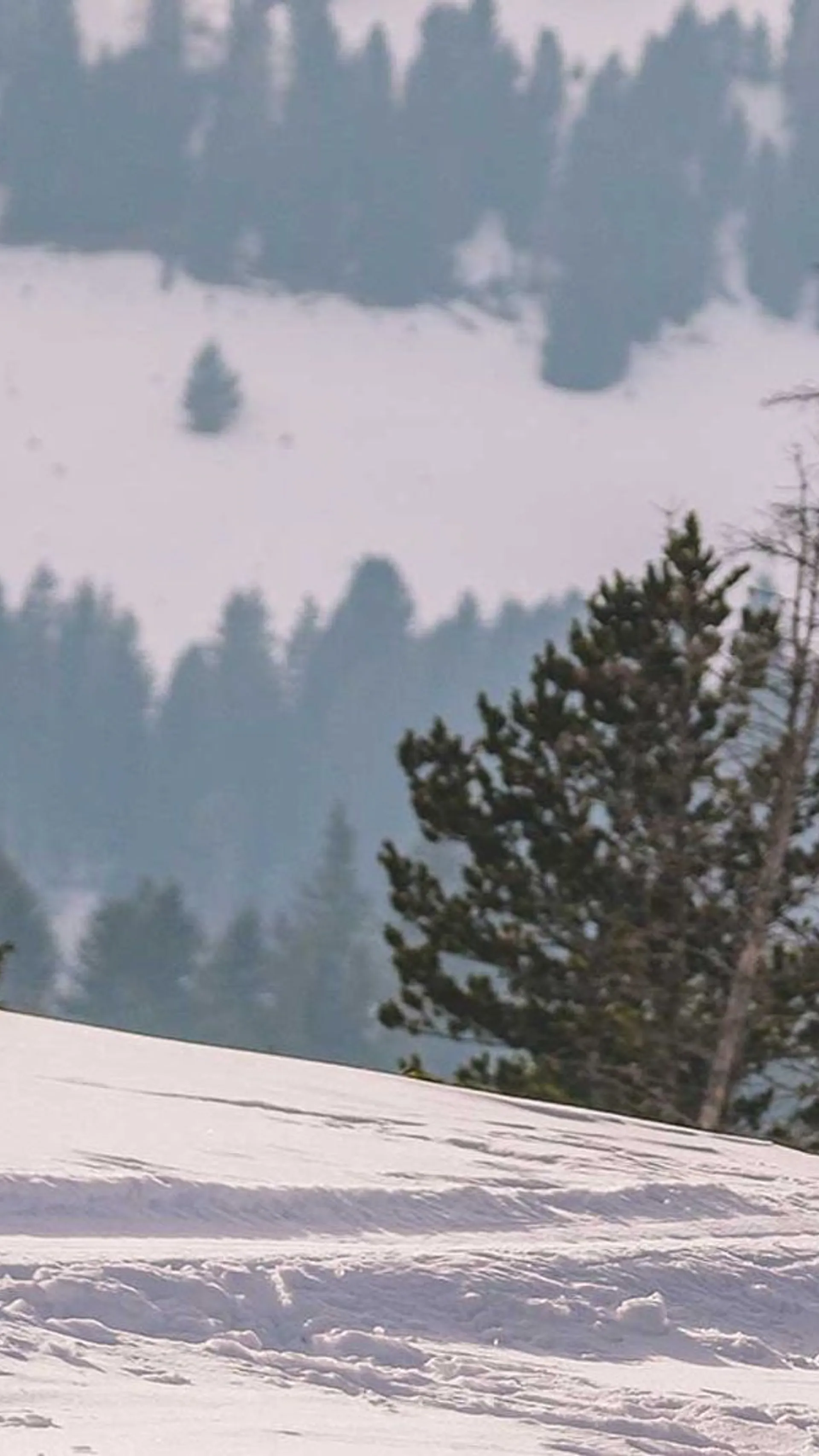 Ženska v modri jakni smuča po snegu ob smreki.