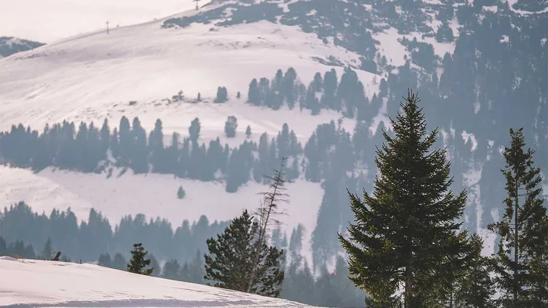 Zasnežena pokrajina z večimi drevesi in hribi v ozadju.